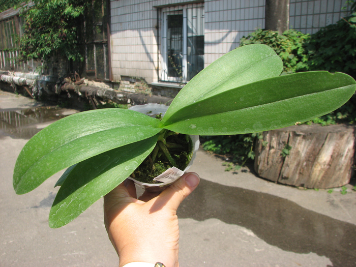 Phalaenopsis Tying Shin Blue Jay x Doritaenopsis Purple Martin.jpg