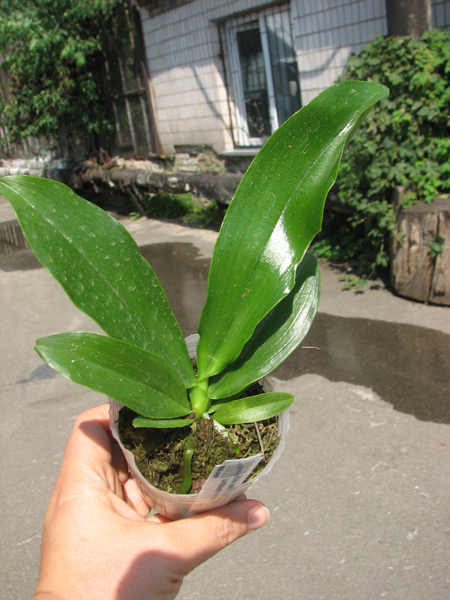 Phalaenopsis tetraspis x lueddemanniana.jpg