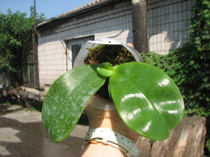 Phalaenopsis violacea 'Blue Indigo'.jpg