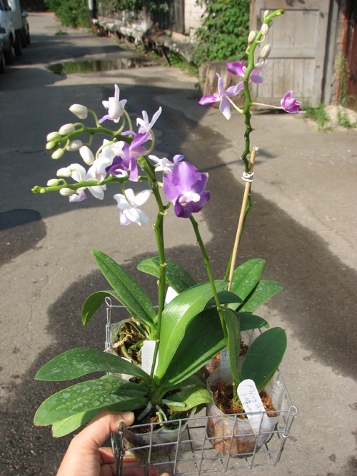 Phalaenopsis Tying Shin Blue Jay (peloric form) x equestris alba.jpg