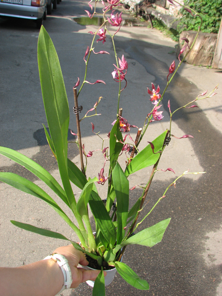 Miltonidium Katrin Zoch (Miltonia schroederiana x Oncidium ornithorhynchum).jpg