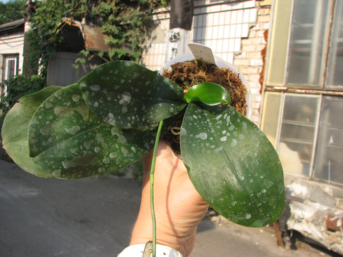 Kingidium deliciosum.jpg