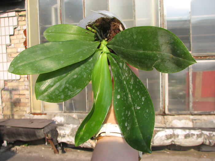 Phalaenopsis tetraspis 'C#1'.jpg