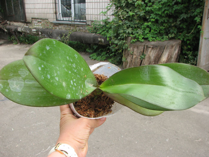 Phalaenopsis Ho's Black Cherub.jpg