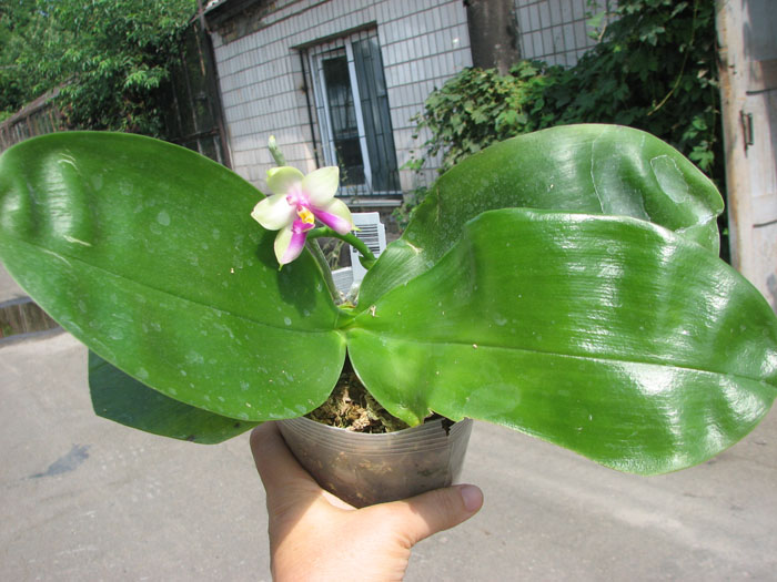 Phalaenopsis bellina 'Ponkan'.jpg