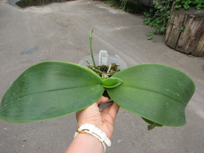 Phalaenopsis Mok Choi Yew Indigo.jpg