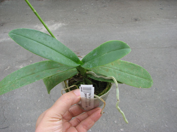 Phalaenopsis Tying Shin Blue Jay (peloric form) x equestris alba.jpg