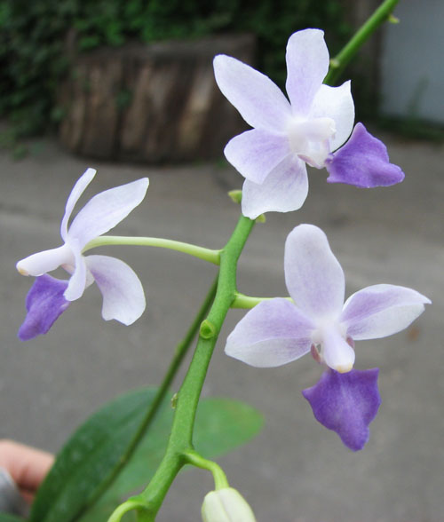 Phalaenopsis Tying Shin Blue Jay (peloric form) x equestris alba.jpg