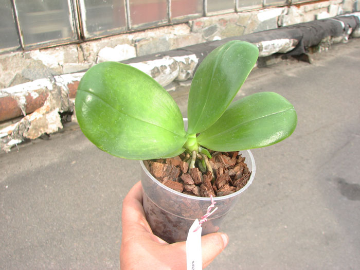 Phalaenopsis KS Super Zebra.jpg