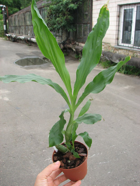 Chysis bractescens.jpg