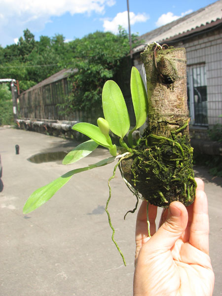 Laelia alaori semi alba orlata (Z-606 x SELF).jpg