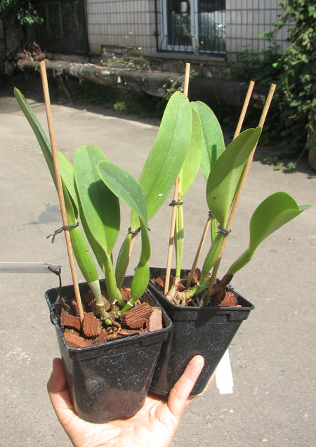 Cattleya dowiana x SELF.jpg