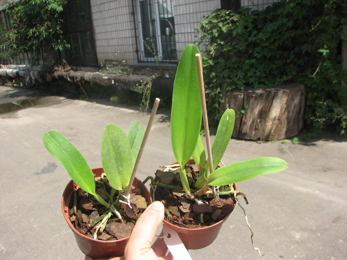 Cattleya dowiana rosea x self.jpg
