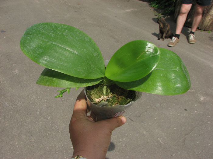 Phalaenopsis violacea var coerulea.jpg
