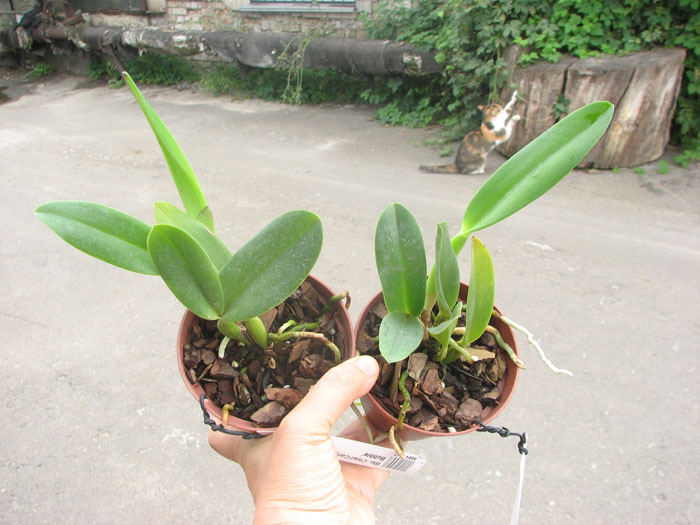 Brassolaeliocattleya Chief Canyon 'Double Bubble'.jpg