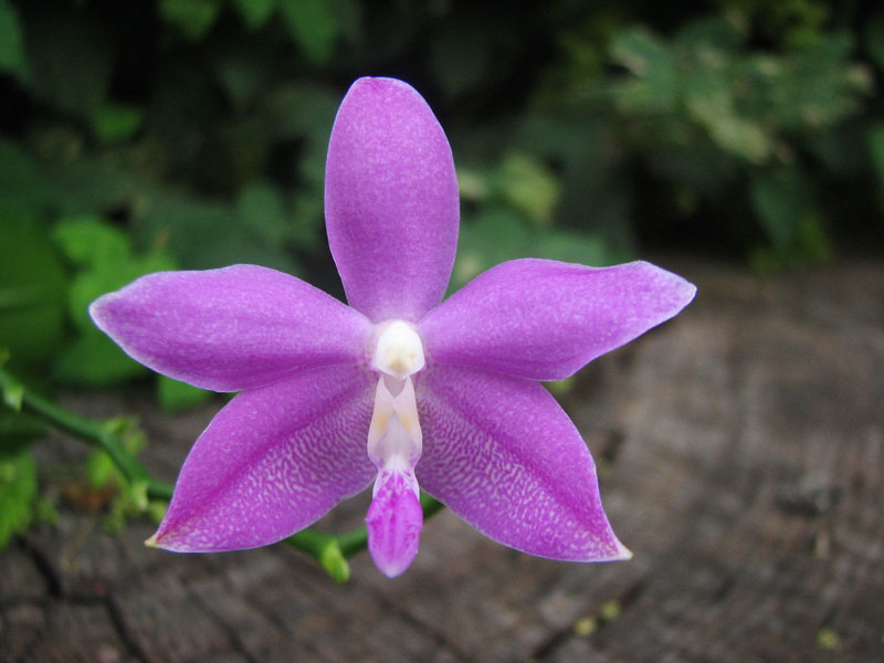 Phalaenopsis Purple Martin Blue x tetraspis c-1.jpg