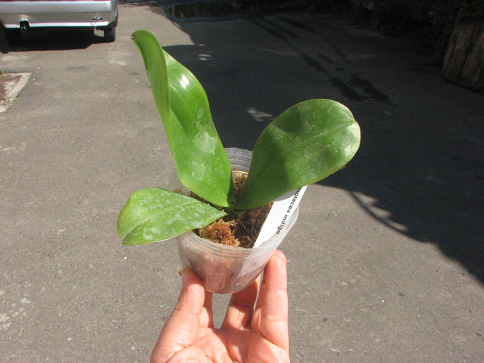 Phalaenopsis violacea 'Blue Indigo'.jpg