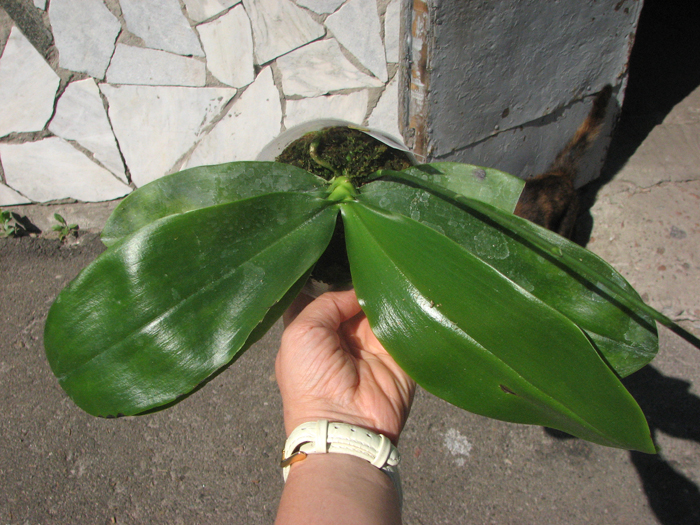 Phalaenopsis Coral Isles x Phalaenopsis corningiana.jpg
