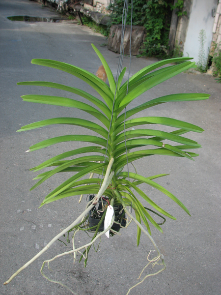 Vanda tessellata.jpg