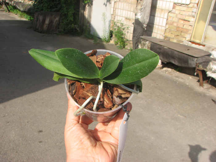 Sedirea japonica.jpg