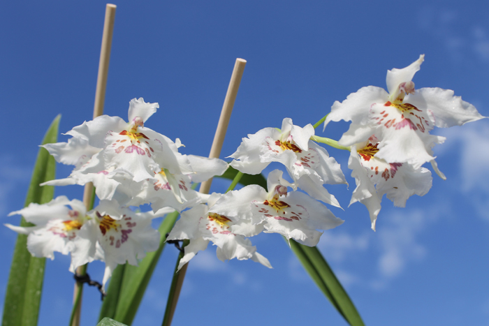 Odontonia Boussole 'Blanche'.jpg