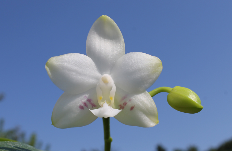 Phalaenopsis (Buena Jewel - Yungho Gelb Canary) x Timothy Christopher.jpg