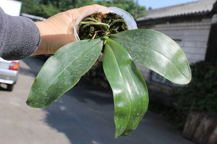 Phalaenopsis lindenii x javanica.jpg