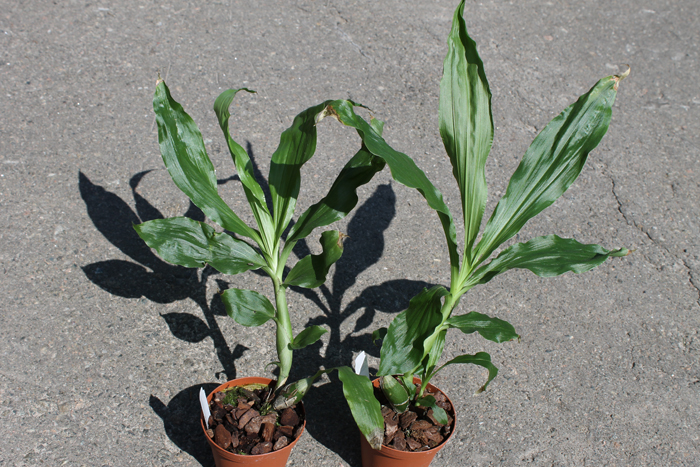 Chysis bractescens.jpg