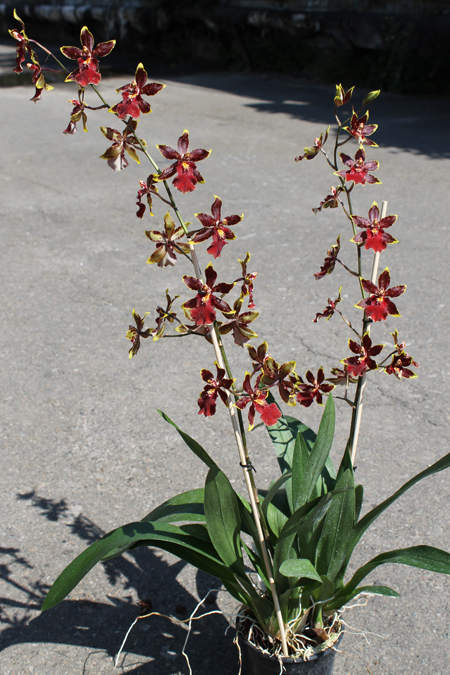 Colmanara Wild Cat 'Bob Cat'.jpg