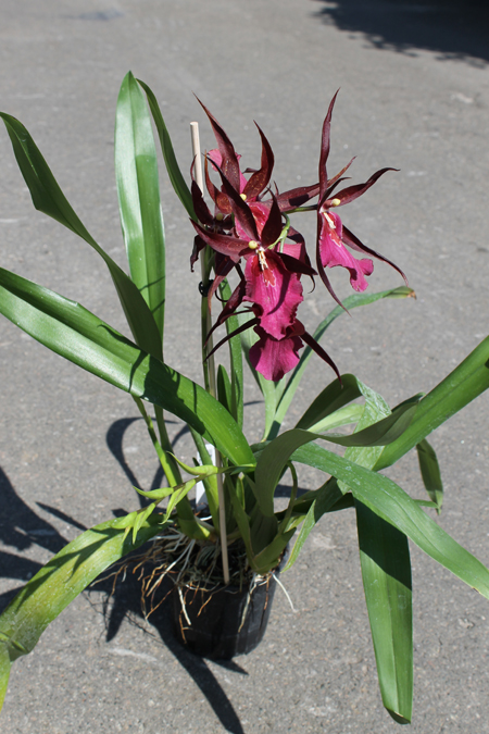 Miltassia Royal Robe 'Diplomat'.jpg