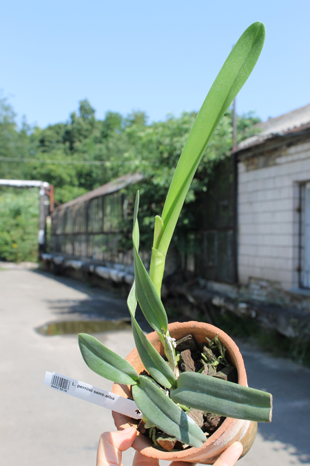 Laelia perrinii semi-alba.jpg