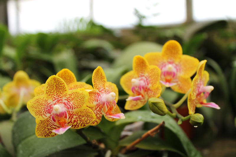Phalaenopsis Nobby's Pumpkir 'JA4'.jpg