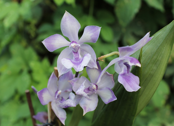 Acacallis cyanea x Otostylis brachystalix.jpg