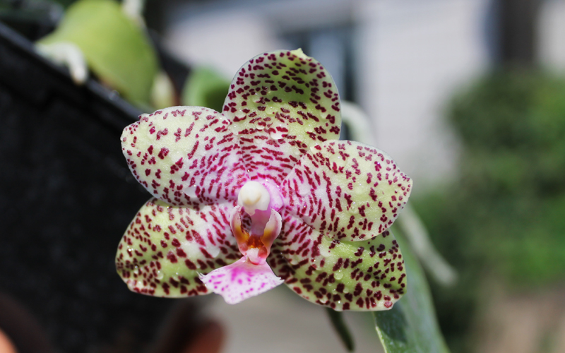 Phalaenopsis Natasha 'Aiko'.jpg