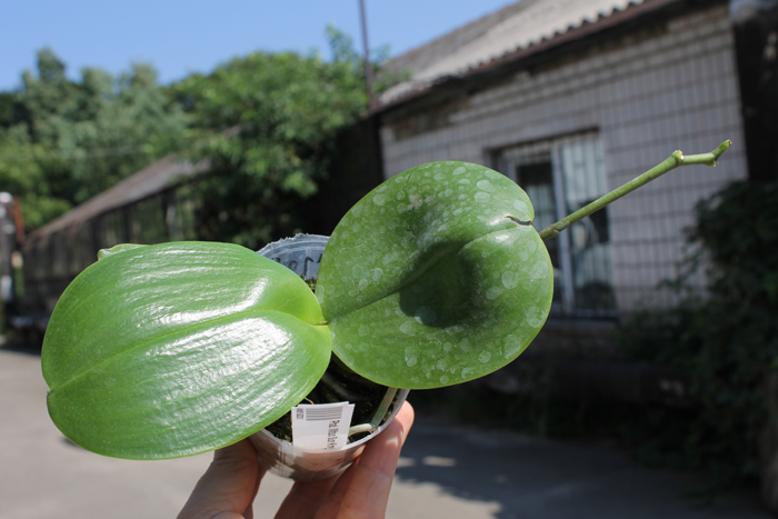 Phalaenopsis Mituo Sun King.jpg