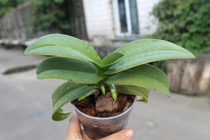 Doritaenopsis Kenneth Schubert x Phalaenopsis bellina blue.jpg