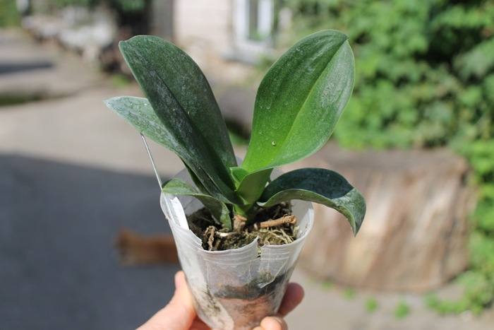 Asconopsis Jiaho's Orange 'Little Sweet Orange'.jpg
