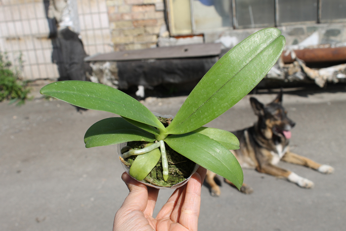 Phalaenopsis cornu cervi 'Dark Red'.jpg