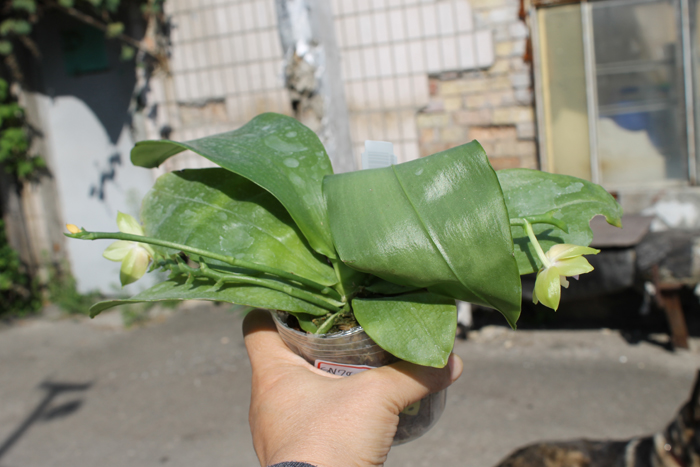 Phalaenopsis Buena Jewel x Phalaenopsis Penang Girl.jpg