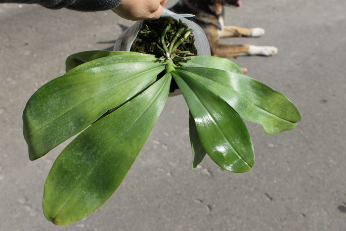 Phalaenopsis Gelblieber x Phalaenopsis venosa.jpg