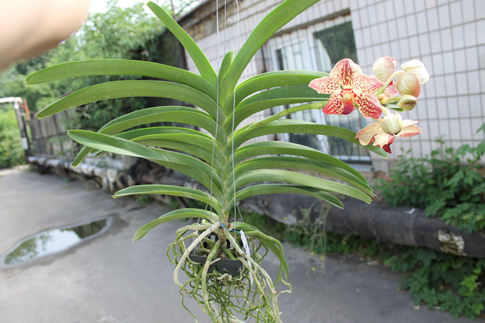 Vanda Bangyeekhan Delight x Ascocenda Kultana Pappion.jpg