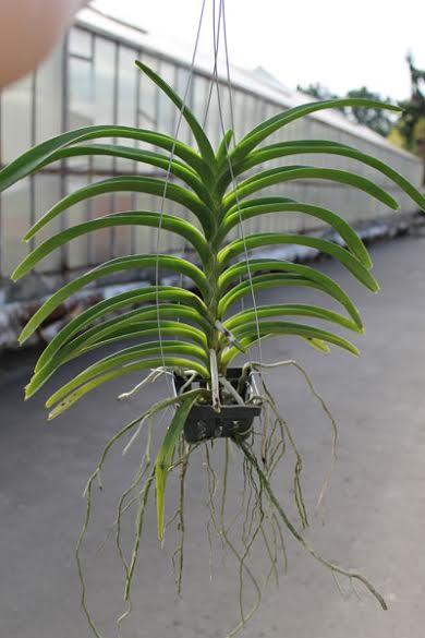 Vanda merrillii x denisoniana x Mimi Palmer.jpg