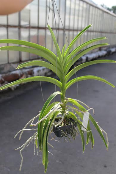 Vanda Mimi Palmer Fragrance.jpg