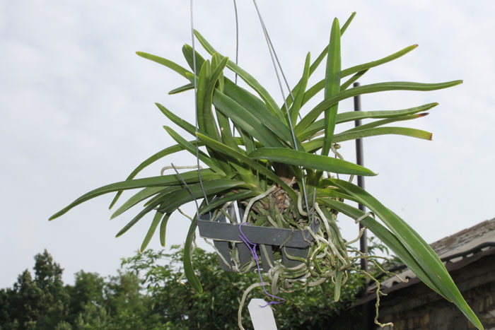 Neostillis Lou Snearly #1.jpg