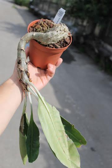 Myrmecodia tuberosa.jpg