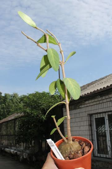 Hydnophytum formicarum.jpg