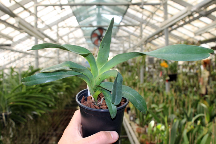 Angraecum sesquipedale