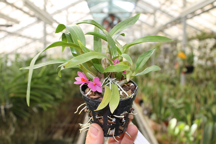Dendrobium Hibiki (laevifolium x bracteosum).jpg