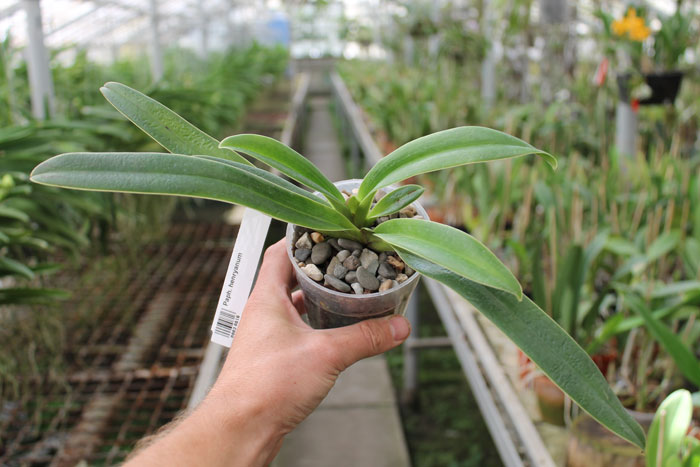 Paphiopedilum henryanum.jpg