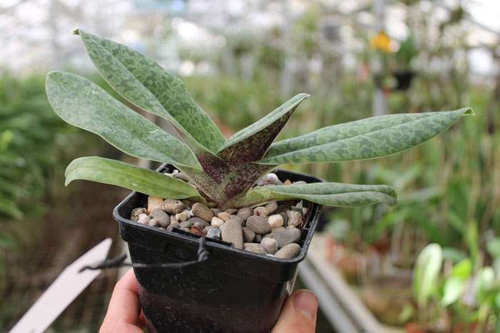 Paphiopedilum venustum.jpg